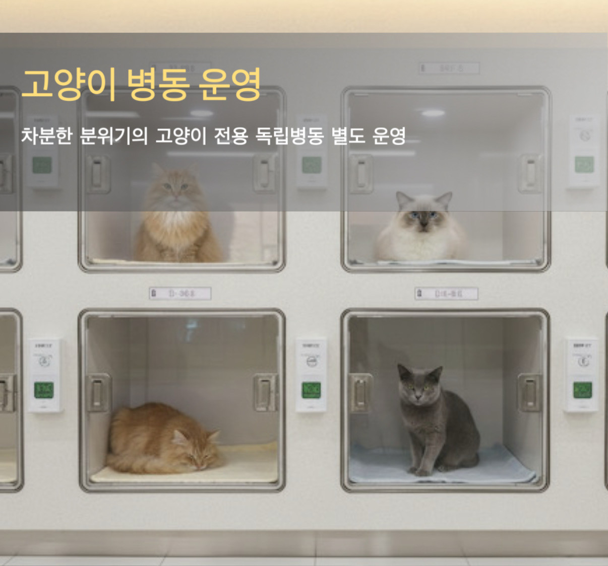 입원실 (고양이)
