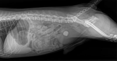 복부 방사선 영상